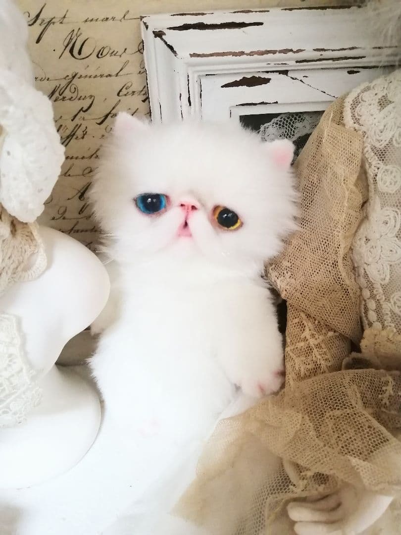 ポッケにゃん♡オッドアイ♡エキゾチック子猫ちゃん♡アートドール♡ぬいぐるみ♡