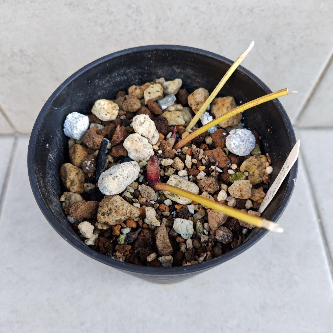 ぽ*た様 クリスマスローズ 大木ナーセリー ブラウン系ミスティーク 株分け