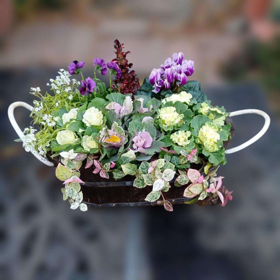 葉牡丹　ビオラ　シクラメン 等　寄せ植え 直径約38cm楕円形ウッドプランター
