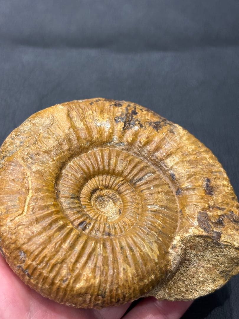 化石　アンモナイト　パーキンソニア