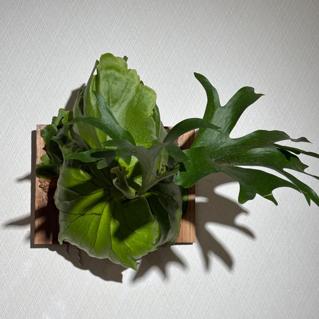 【あき】ビカクシダ キッチャクード