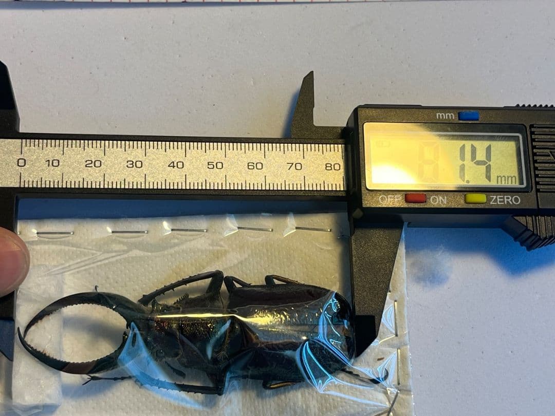 【81mm】フェイスタメルシワバネクワガタ チリクワガタ コガシラクワガタ 標本