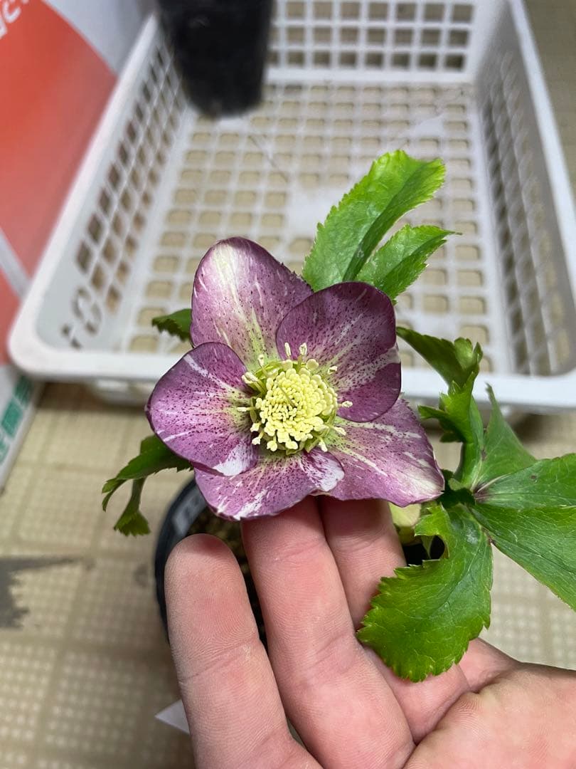 加藤農園 絞りクリスマスローズ