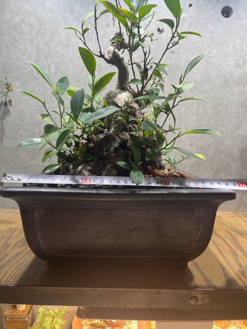 ガジュマル盆栽　特大　イボ肌