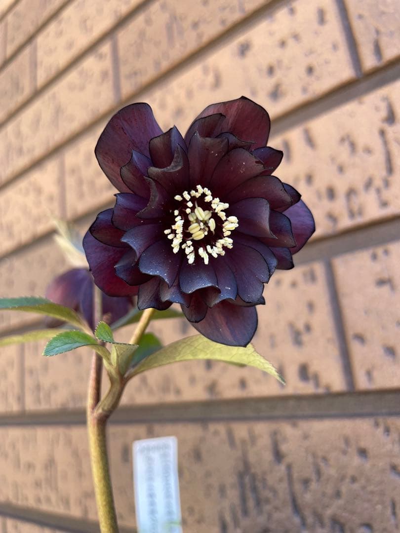 クリスマスローズ　グロスダークチョコレート交配 加藤農園　開花株　蕾　花苗