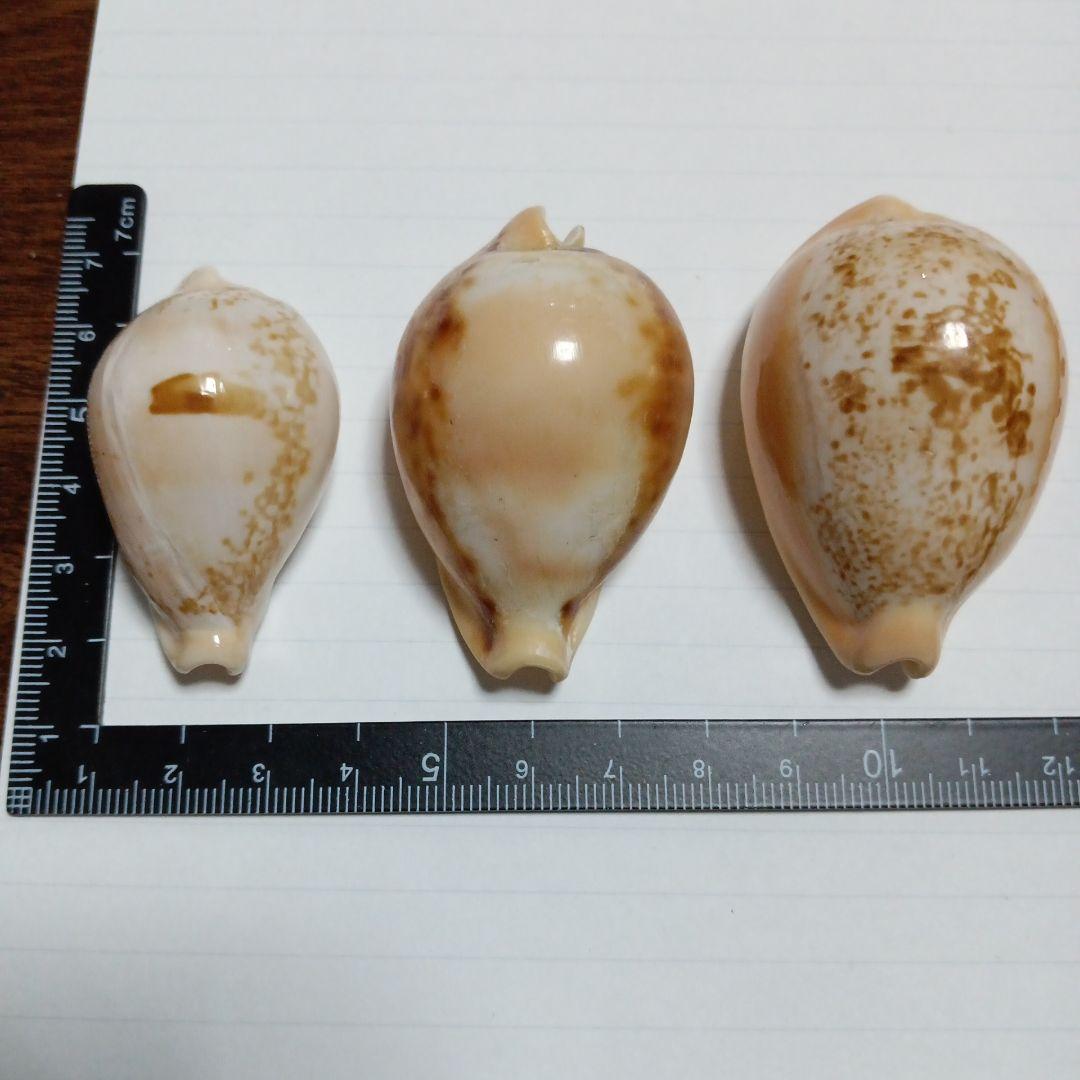 タカラガイセット