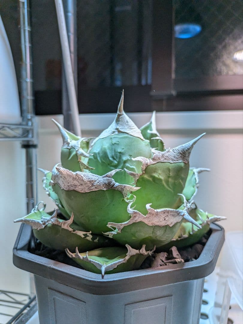 M.M HIDE　SAD　南アフリカダイヤモンド