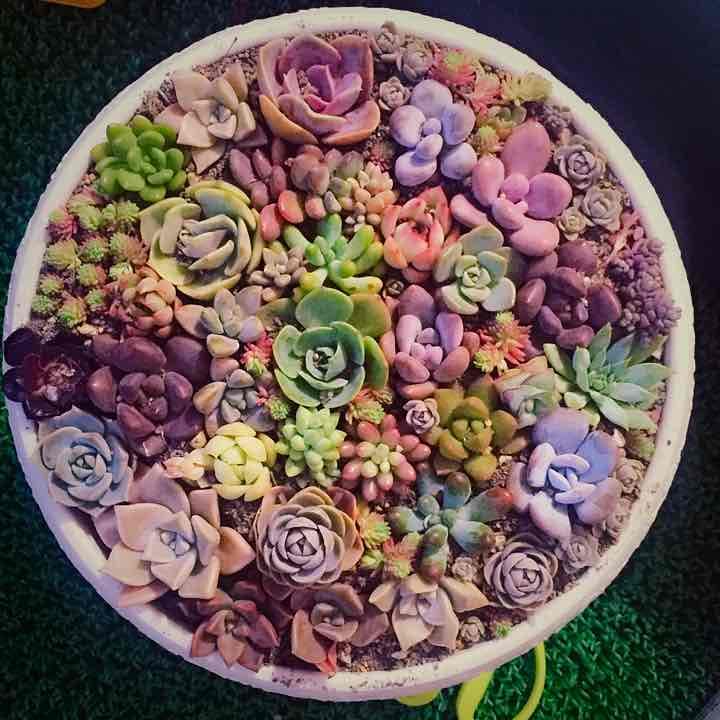 多肉植物植物寄せ植えビッグサイズ確認用