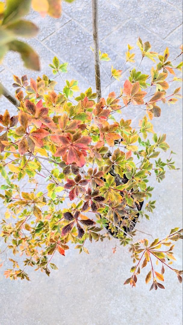 無限の色を。山採りドウダンツツジ。