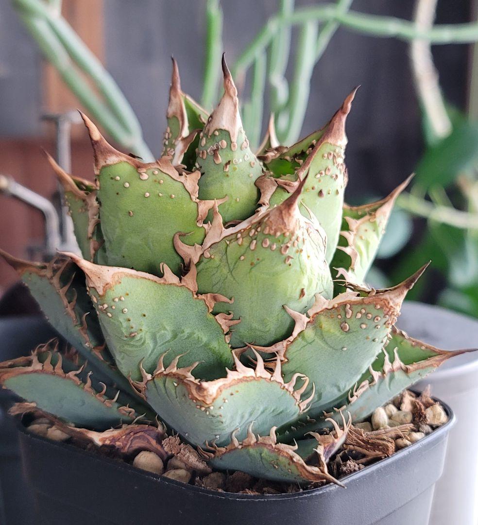 金蟾　親株　アガベ