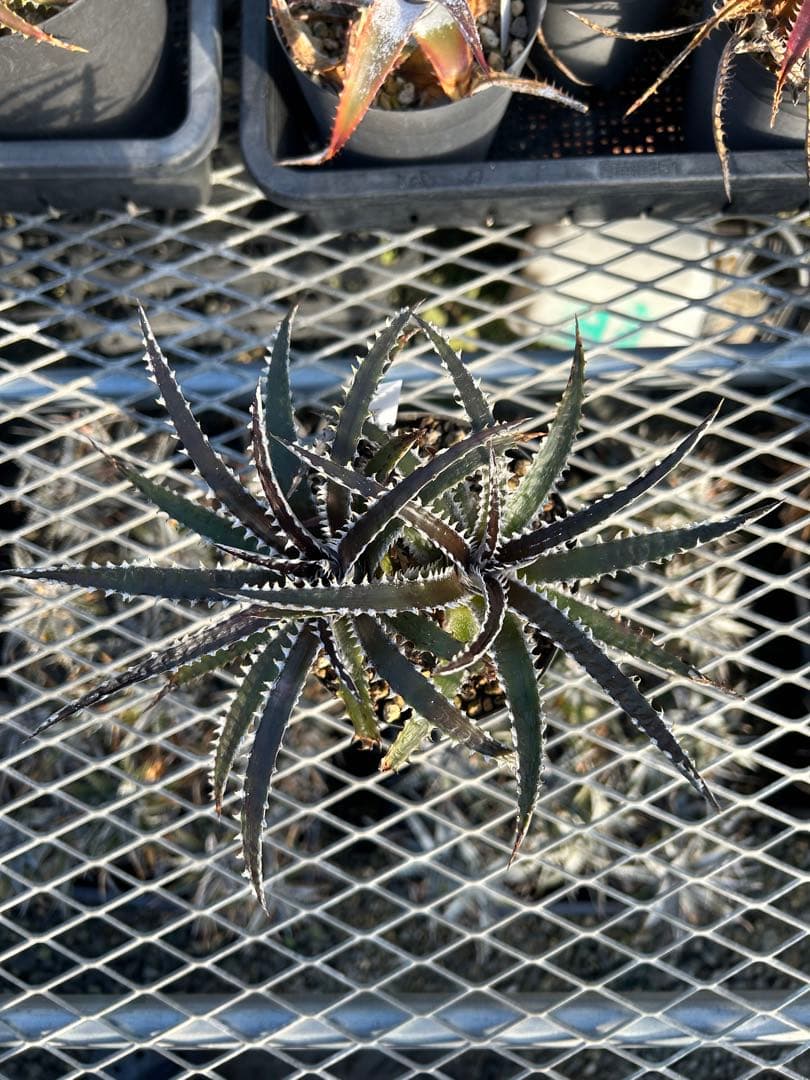 ディッキア Dyckia Code NW-44 Bill Baker