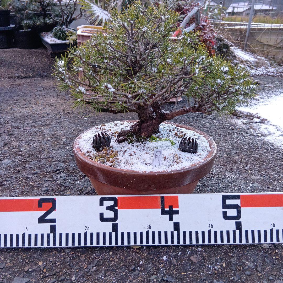 黒松盆栽（スェーデン黒松）中品盆栽（実生から持ち込みかなり古い）インテリア用
