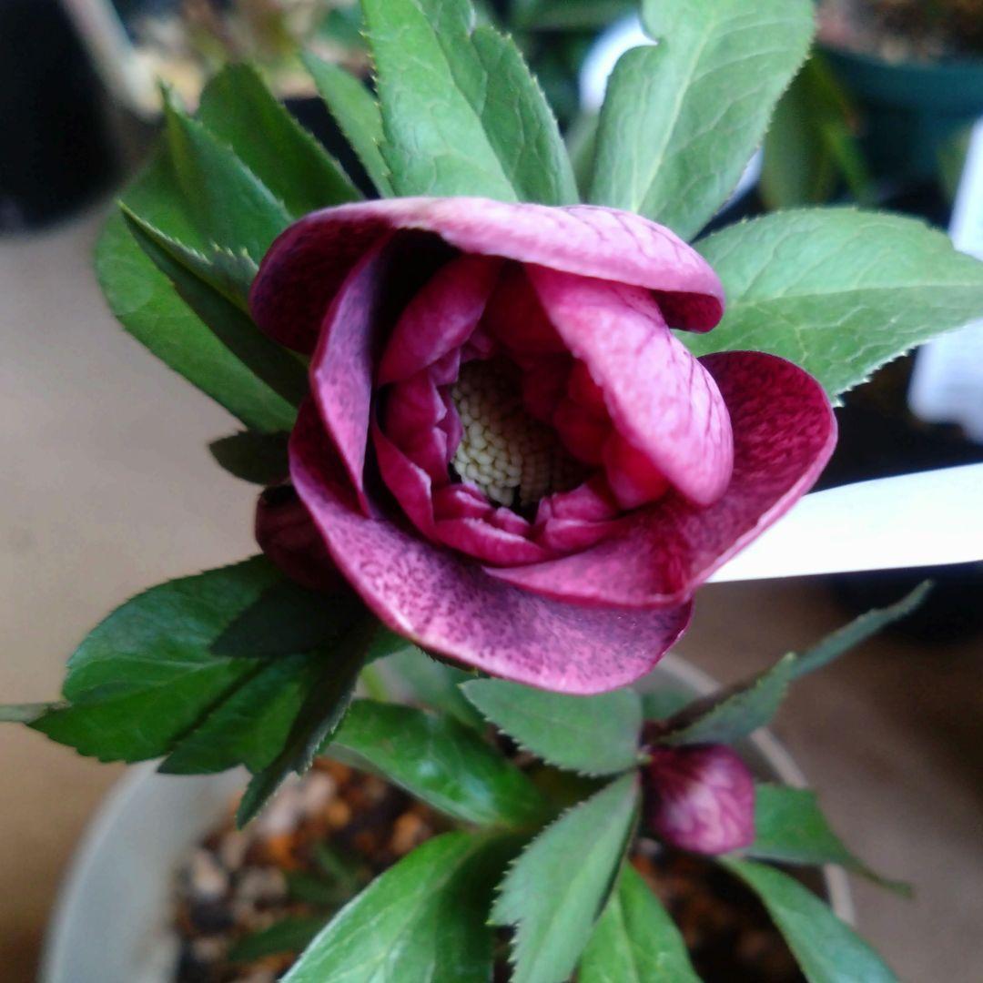 クリスマスローズ　ワイン系dd　もうすぐ開花　蕾付