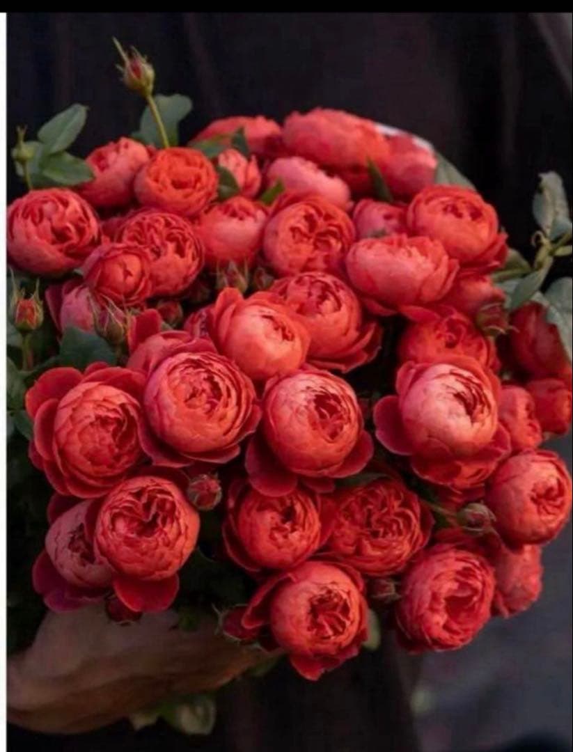 接木苗予約受付中　❗️‼️