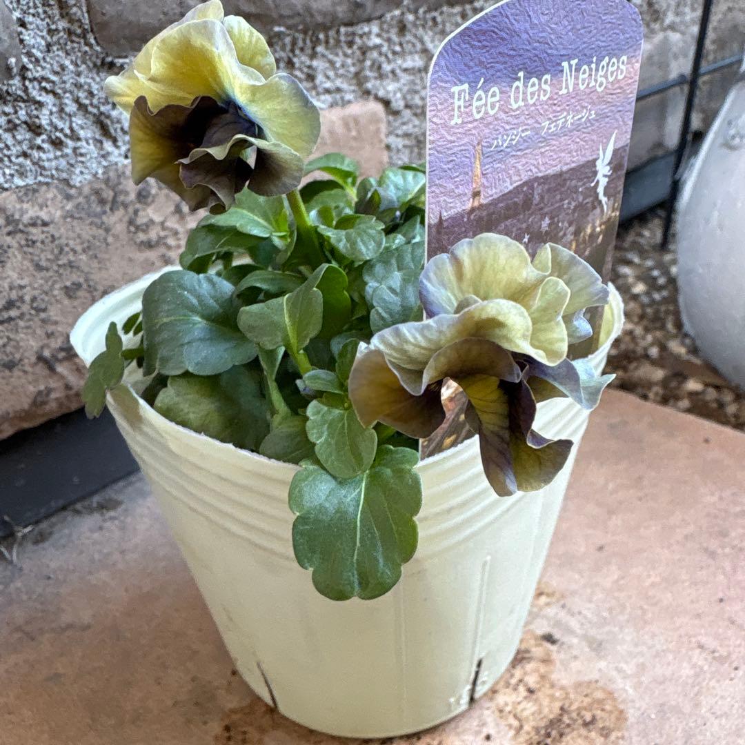 フェデネージュ