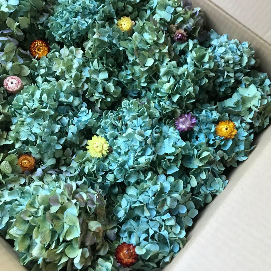 紫陽花ドライフラワー AB品 k10 120サイズ 北海道産