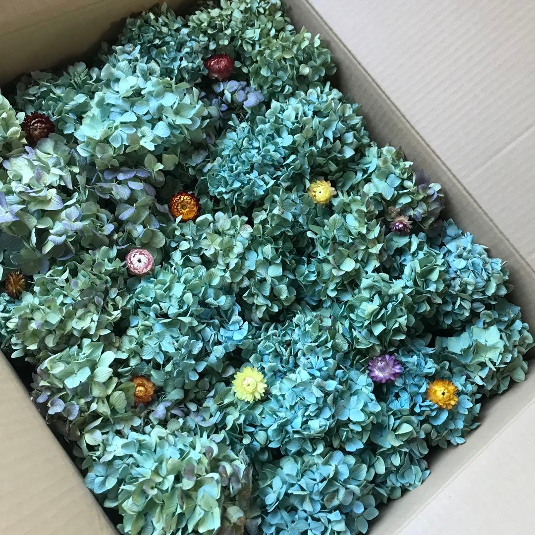 紫陽花ドライフラワー AB品 k10 120サイズ 北海道産