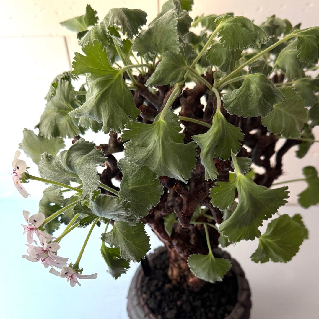 PM2 ペラルゴニウム ミラビレ 発根済 ※鉢付きメルカリ便発送