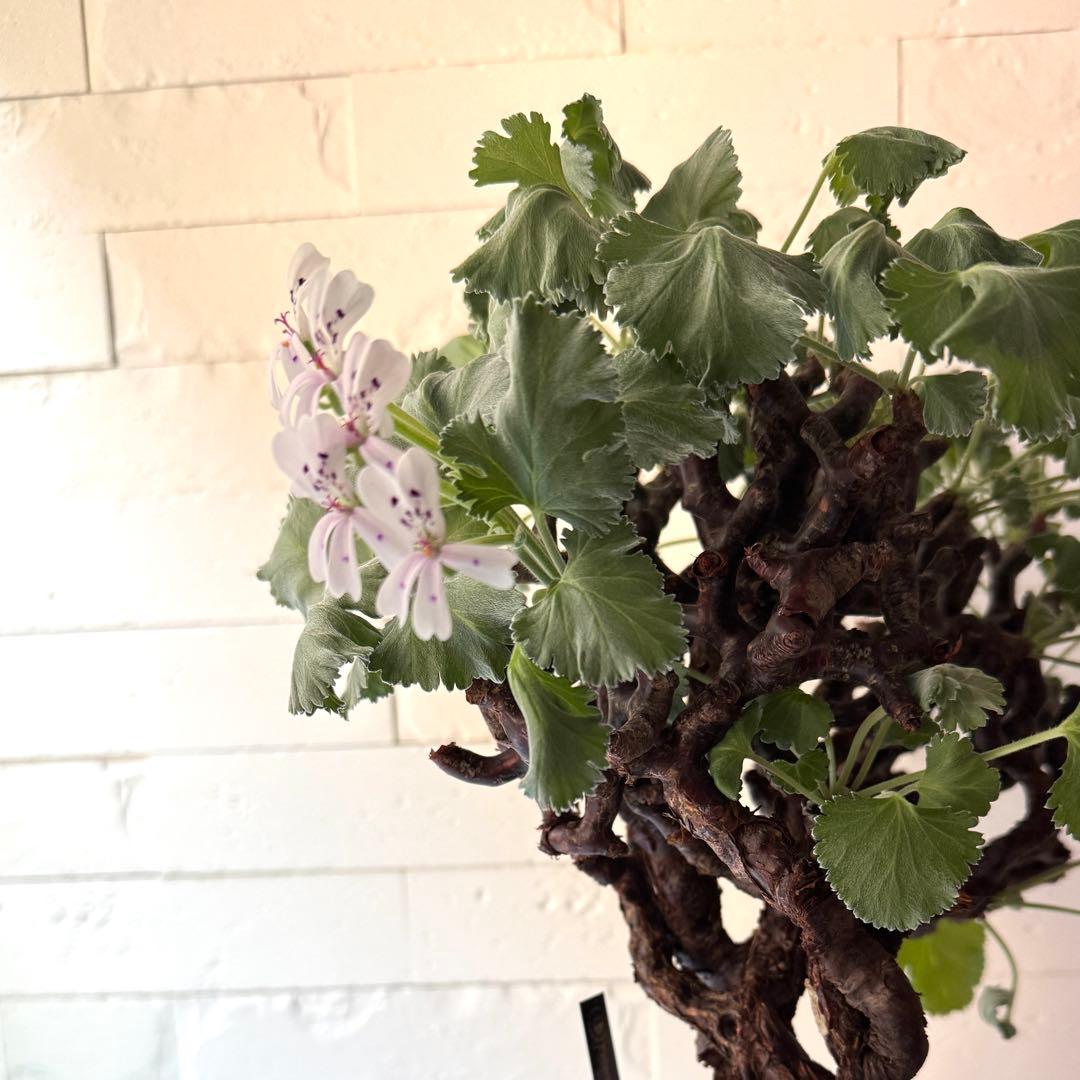 PM2 ペラルゴニウム ミラビレ 発根済 ※鉢付きメルカリ便発送