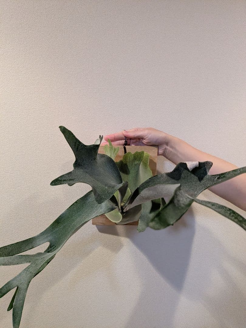 SALE中【子株付き】ビカクシダ ペガサス 板付け(P.Pegasus)