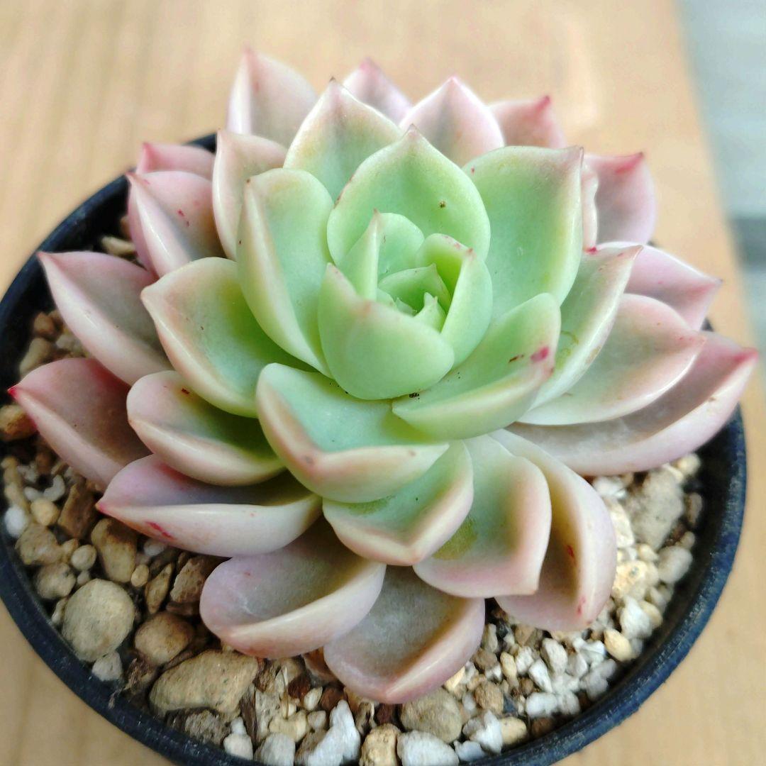 メローイエロー錦　覆輪斑　希少　カット苗　多肉植物　ゆうパケットプラス発送