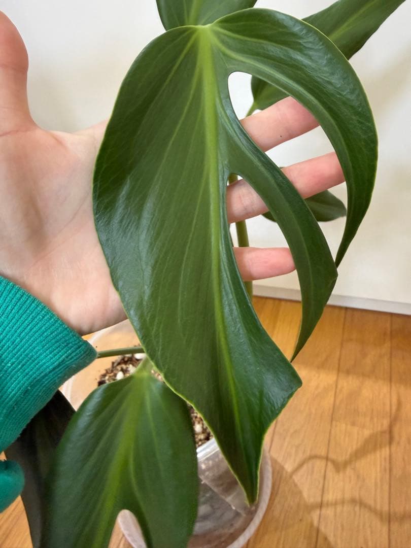 モンステラ　バールマルクス