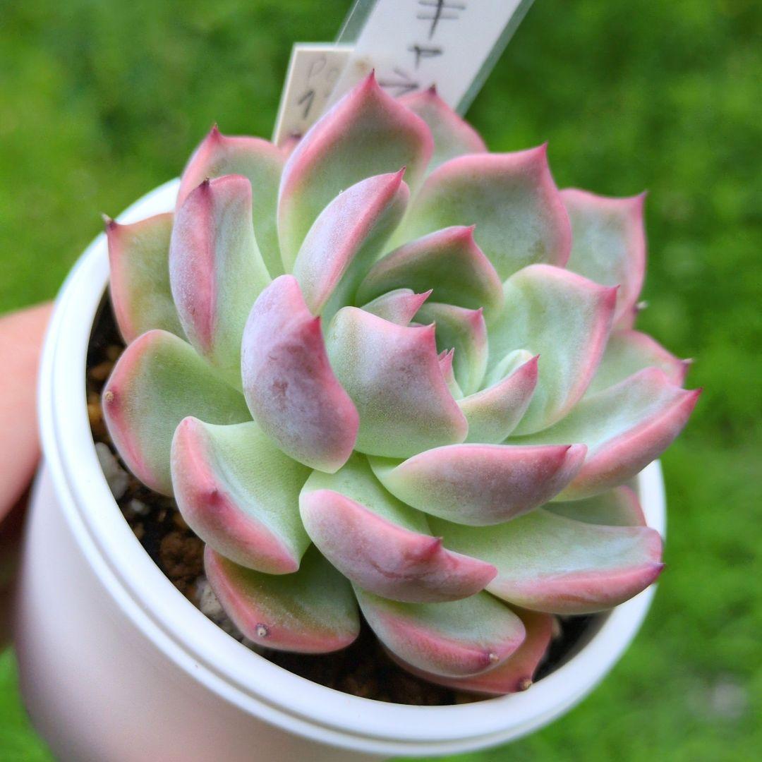 136. 多肉植物 キャラリアン 830円【抜き苗】