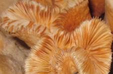 希少　本物の珊瑚の置物　整理番号、777