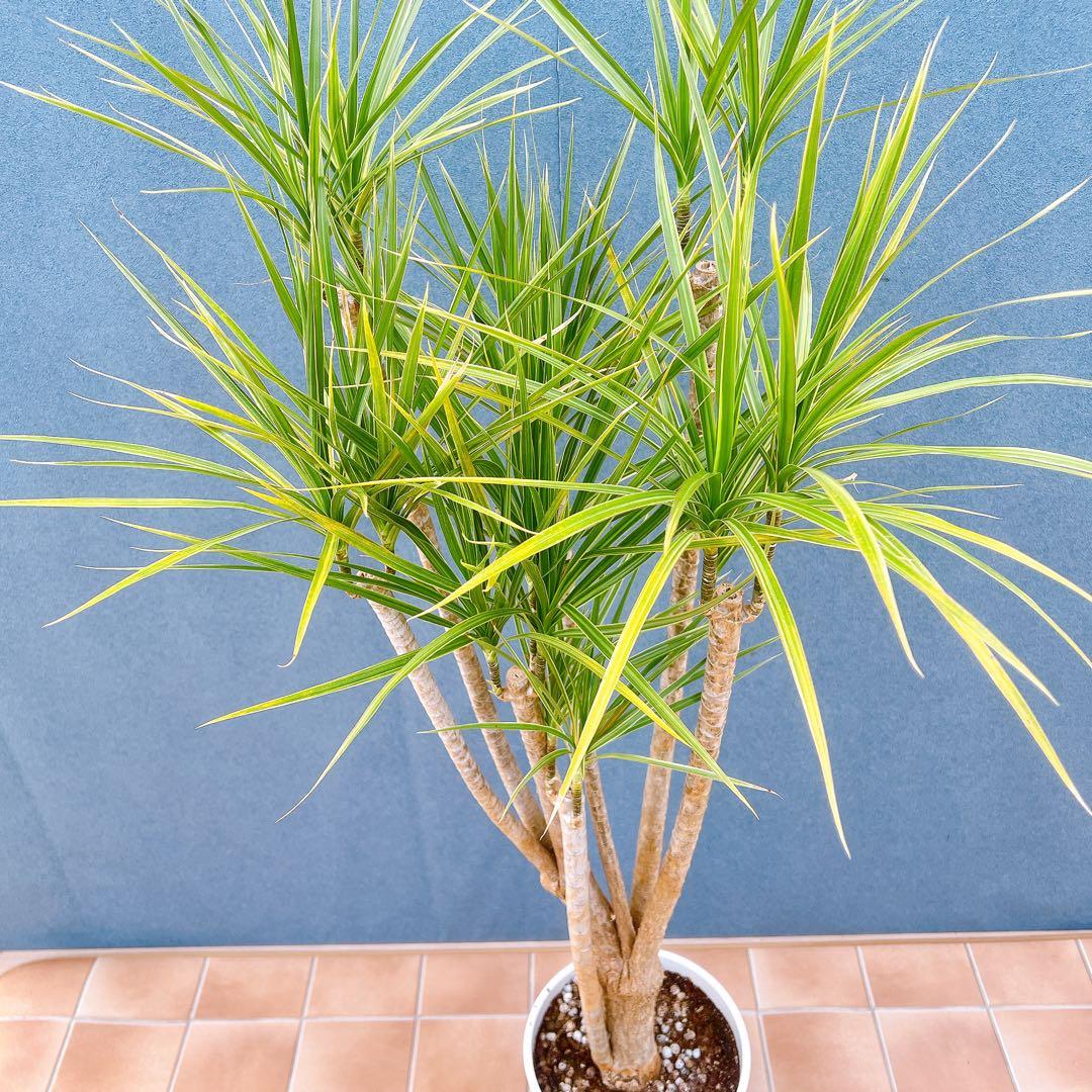 現品　ドラセナ　コンシンネ　ホワイボリー　5番　観葉植物　特大　インテリア　室内