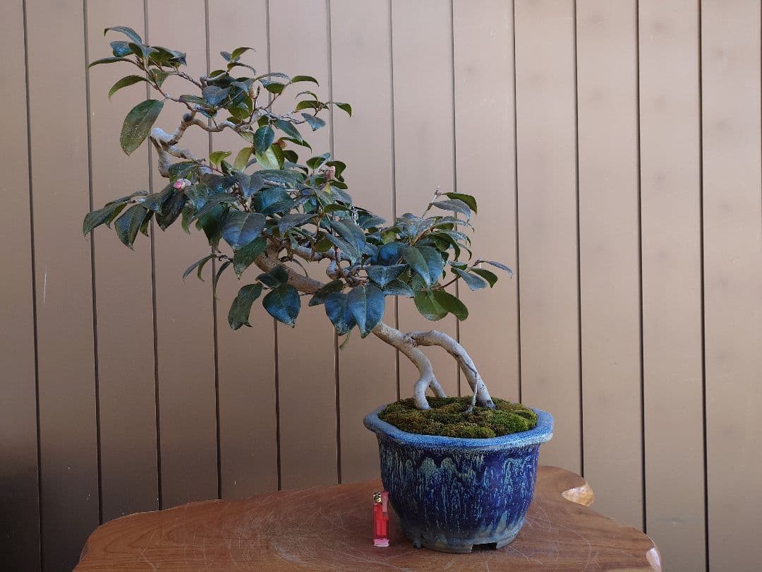 盆栽　藪椿　鉢・義村秀峰　樹高56cm