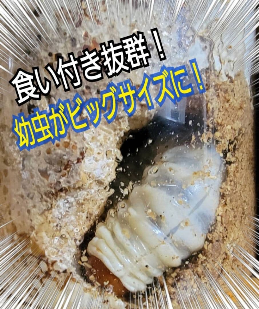 極上！カワラタケ菌糸瓶【8本】トレハロース・ローヤルゼリー配合！クワガタ全般OK