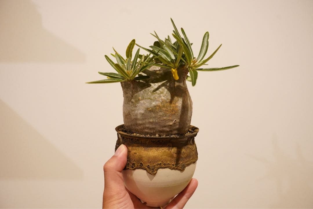 パキポディウム　グラキリス　コレクション株