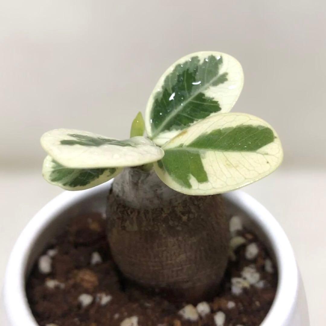 【陶器鉢３号】パンダ　ガジュマル　斑入り　接木