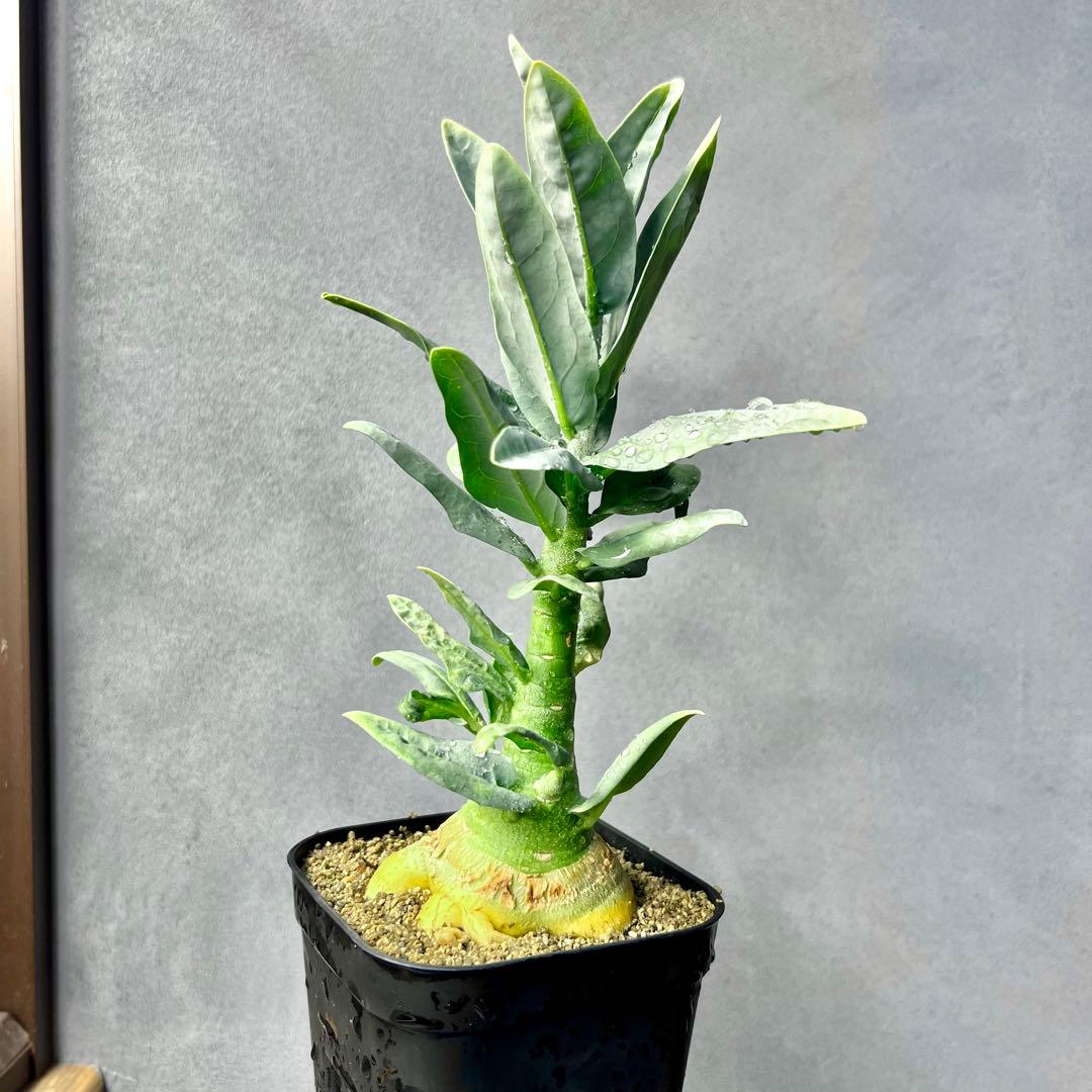 R*i様 アデニア ペチュエリー 実生 太め良型株 Adenia pechuel