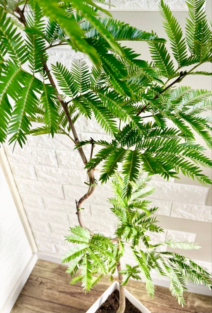 エバーフレッシュ⭐️曲がり⭐️観葉植物