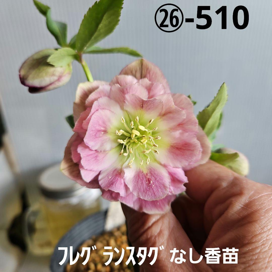 蒼ララ様お取り置き苗㉖-510クリスマスローズ
