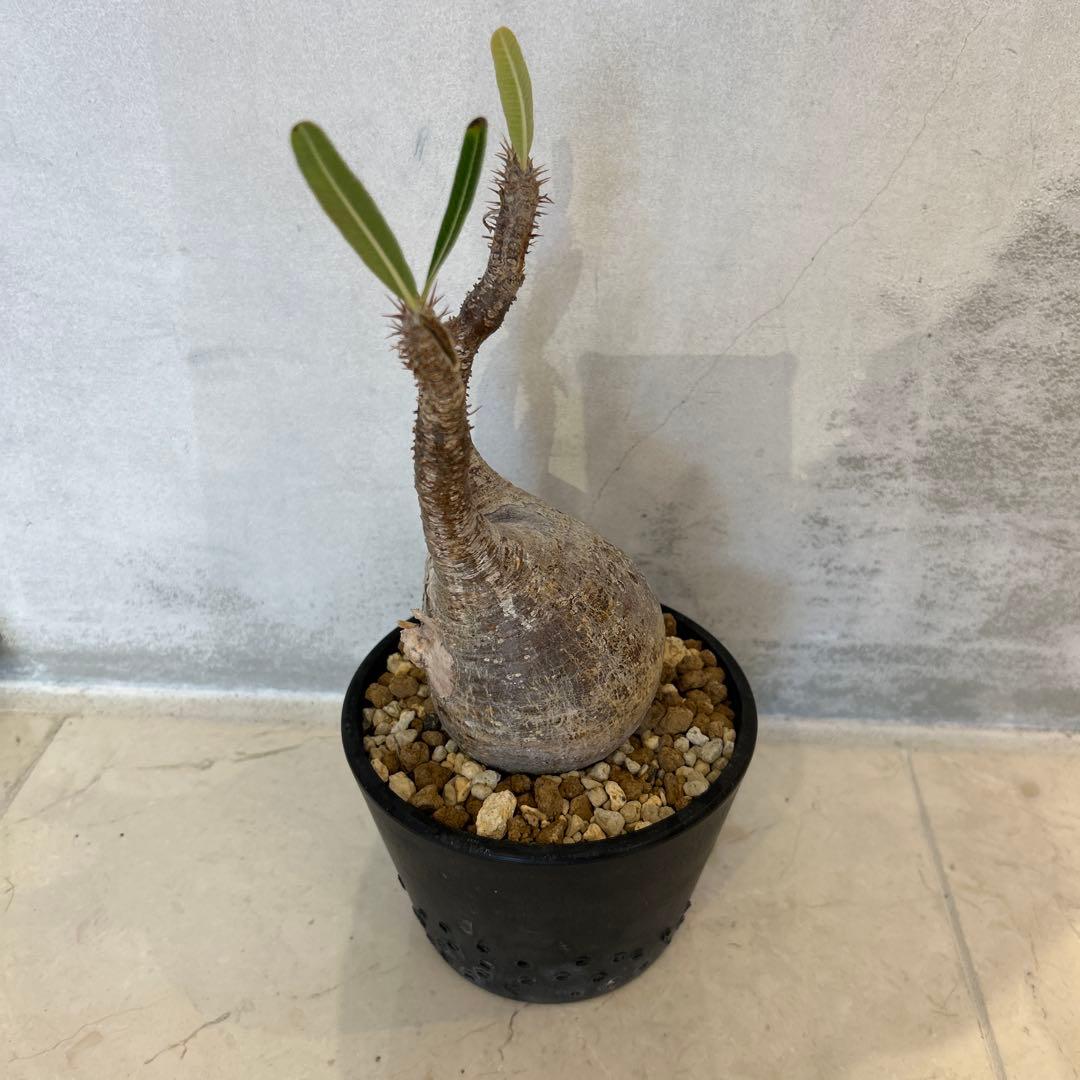 Pachypodium gracilis - 現地球　発根済み
