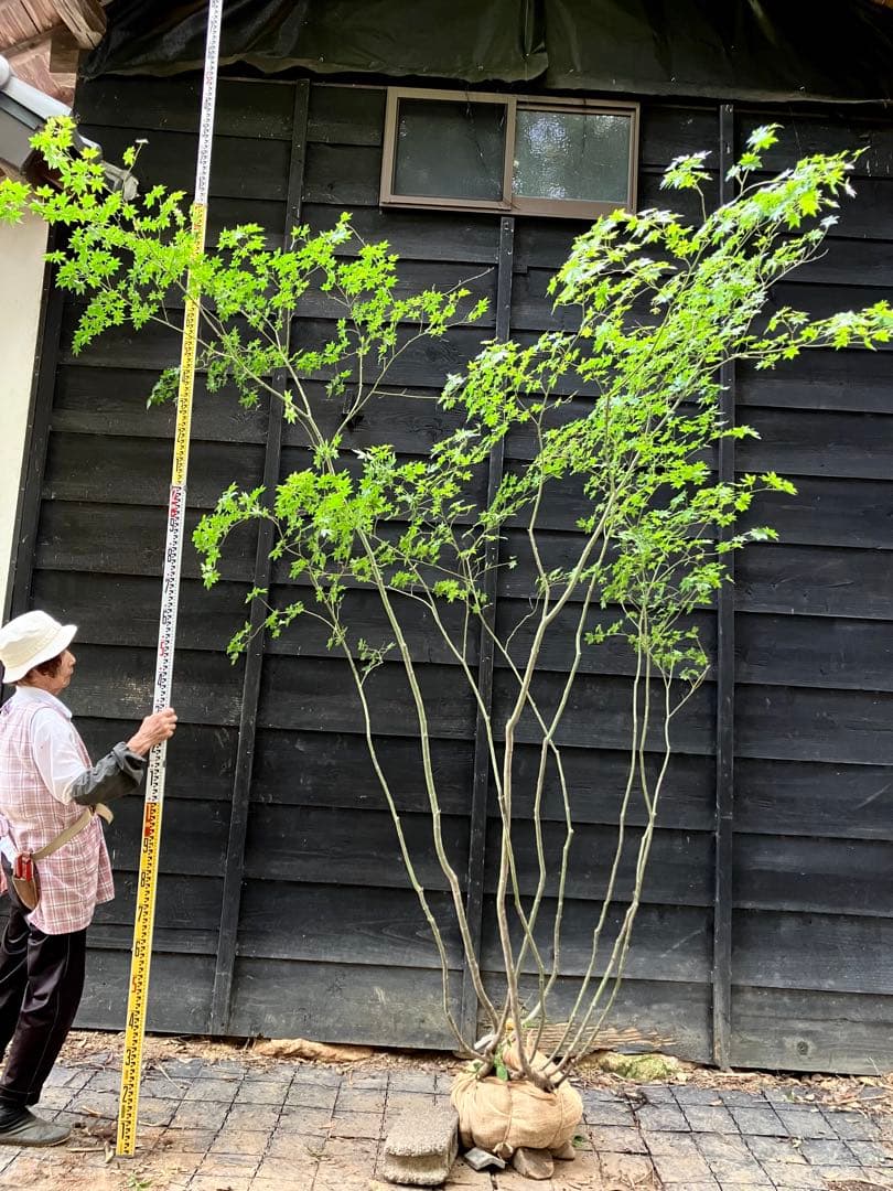 キメラ　70 山採り　ヤマモミジ