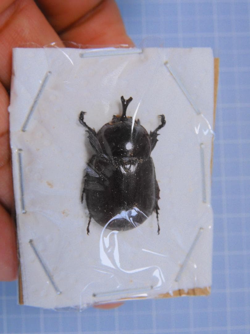 カメルーン産　イネルミスサスマタカブト　25mm