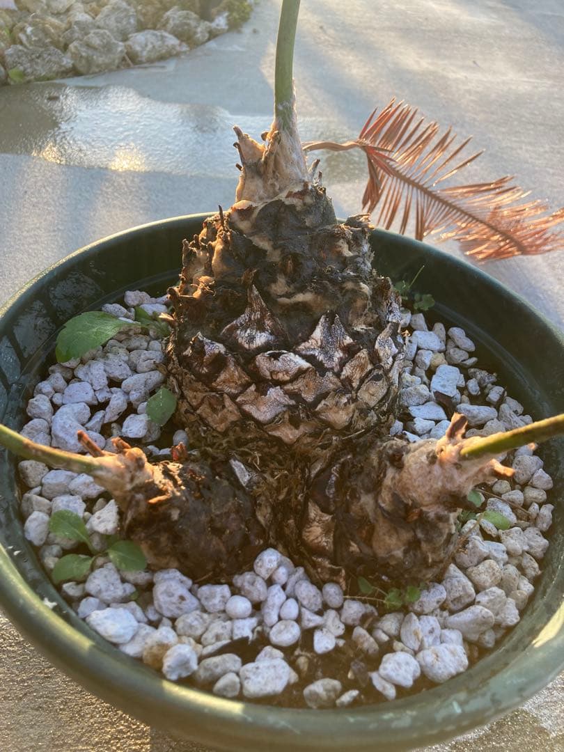 特大！ディオーンエデュレ！超美株　3頭　ソテツ　条件付き