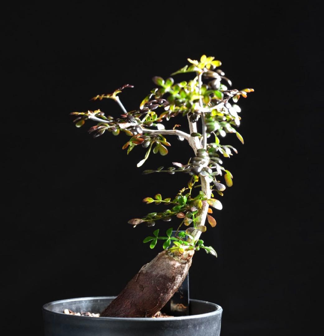 オペルクリカリアパキプス　【根挿し2年目】管理No.B