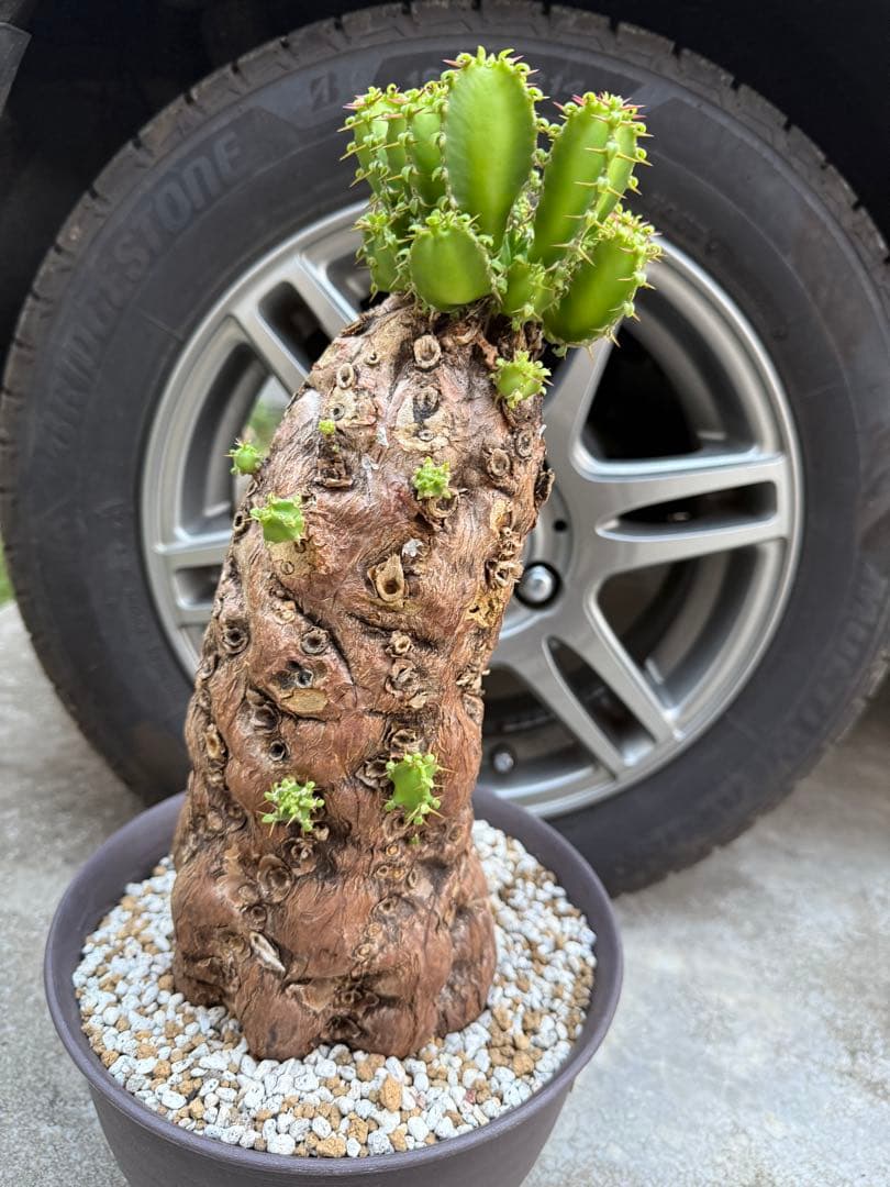 ユーフォルビア　ムランジーナ