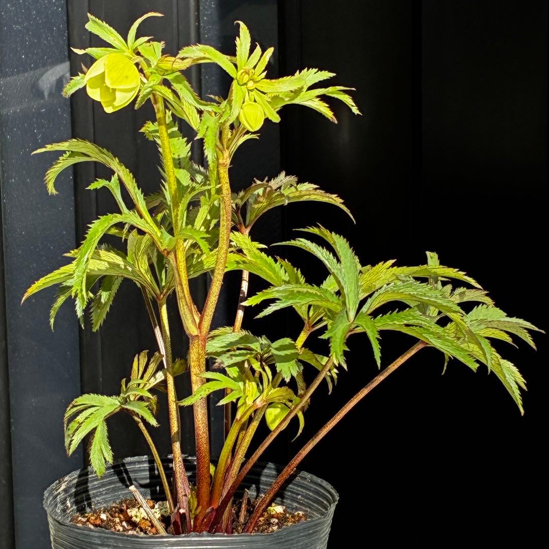 u*0様 3454☘️限定1株☘️未株分け☘️花付き☘️⭐️bocconei ⭐