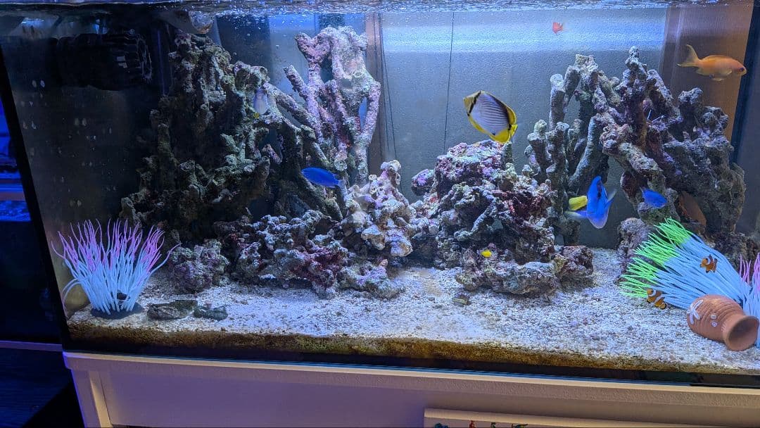 天然ライブロック　枝塊〜