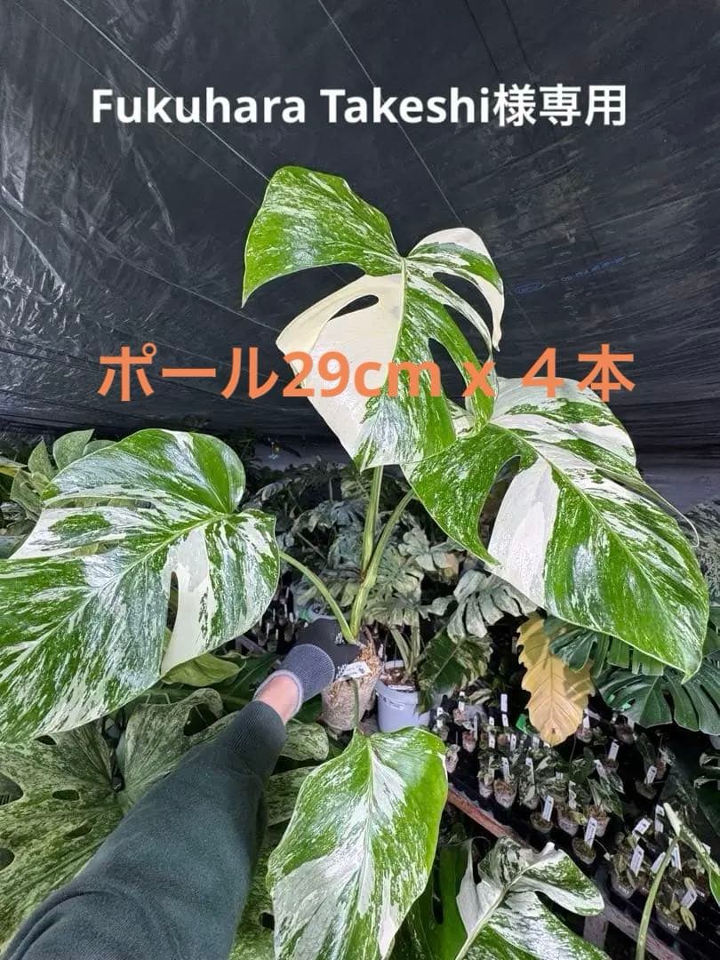 X2 モンステラ　ボルギシアナ　アルボ　ホワイトタイガー白斑　健康カット苗