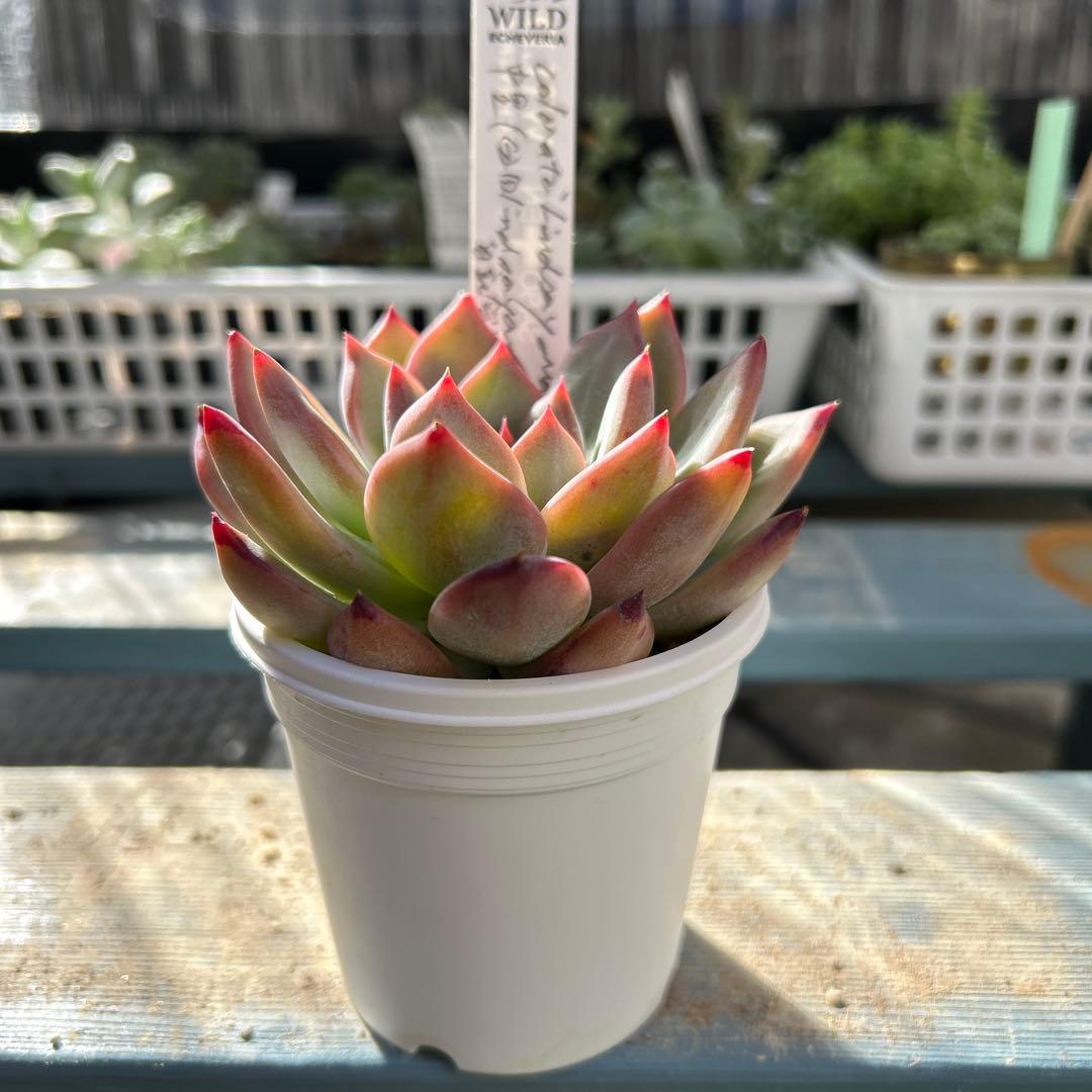 多肉植物⭐︎中里リンゼアナ⭐︎札付き⭐︎2022実生