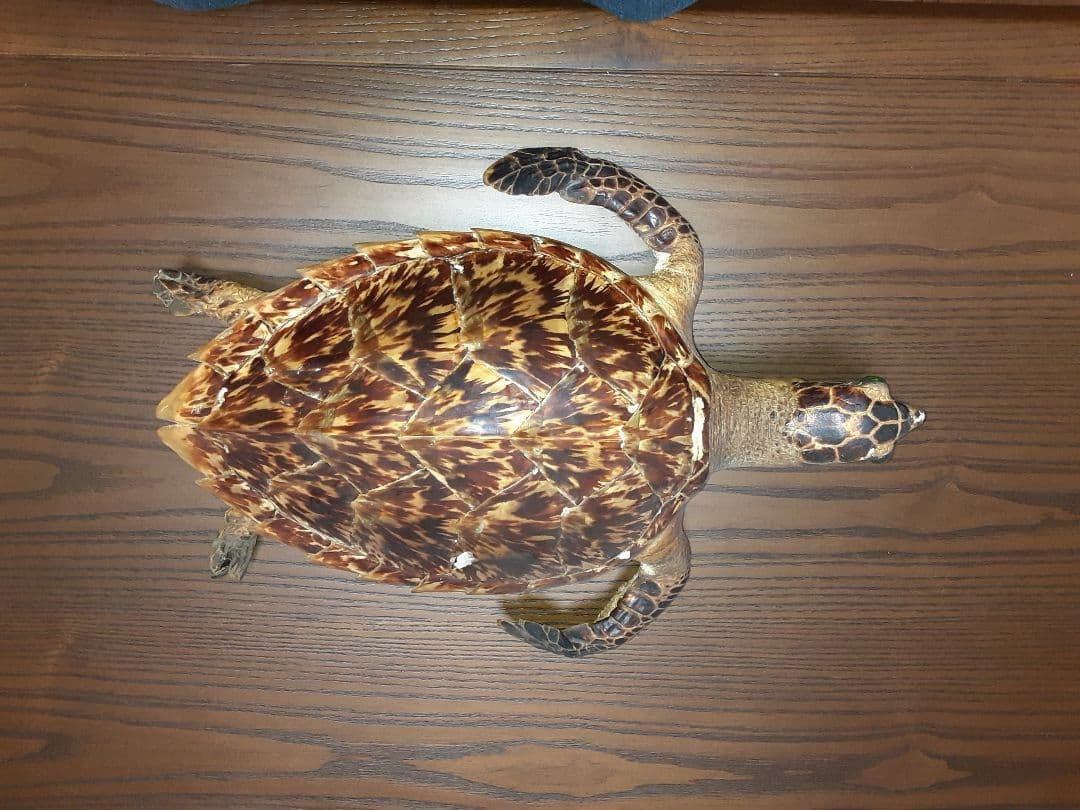 うみがめ剥製　国際希少野生動植物登録票有り