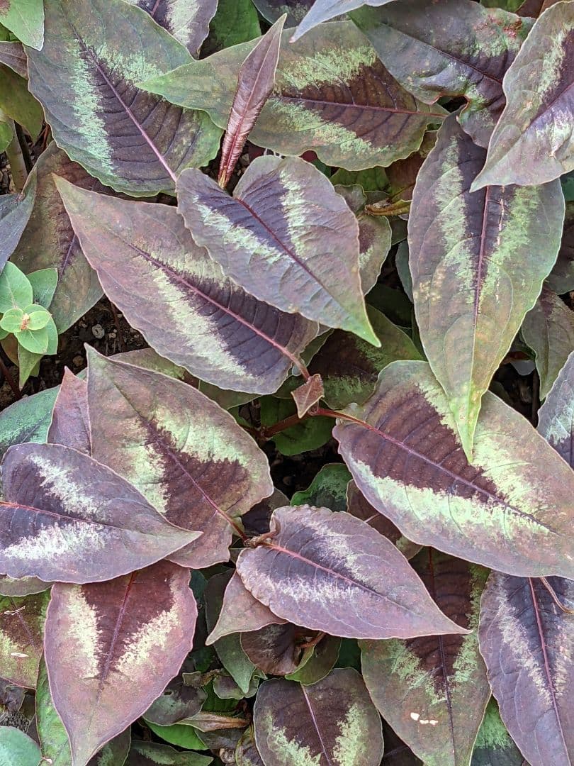 ❈ ペルシカリア レッドドラゴン ❈ カラーリーフ ❈ 銅葉 ❈ 挿し穂