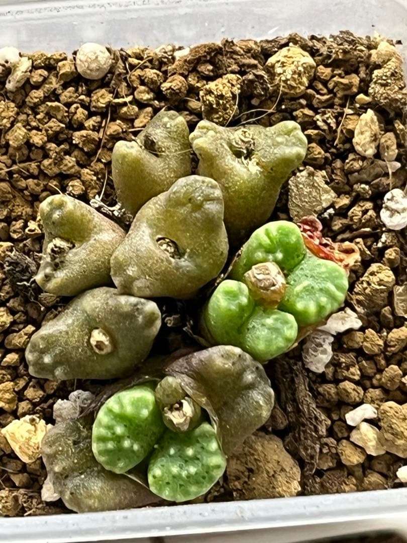 コノフィツム　ヤンギー　ポットごと