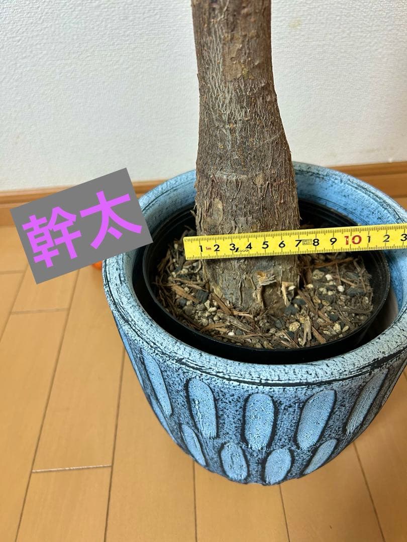 ❇ パキラ　ミルキーウェイ（美形）